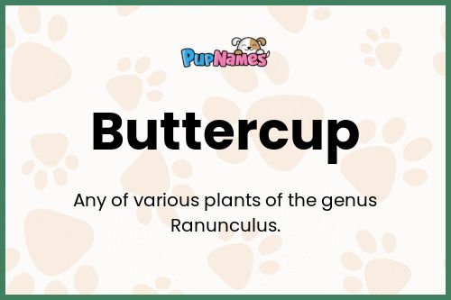 Buttercup dog name meaning