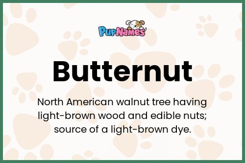 Butternut dog name meaning