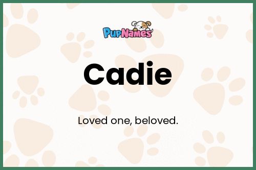 Cadie dog name meaning