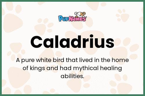 Caladrius dog name meaning