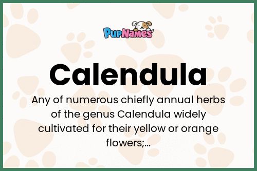 Calendula dog name meaning