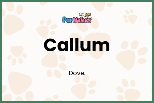 Callum dog name meaning