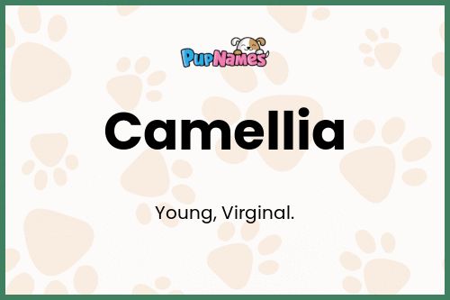 Camellia dog name meaning