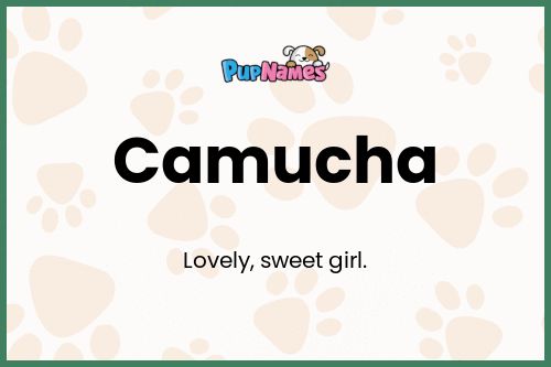 Camucha dog name meaning