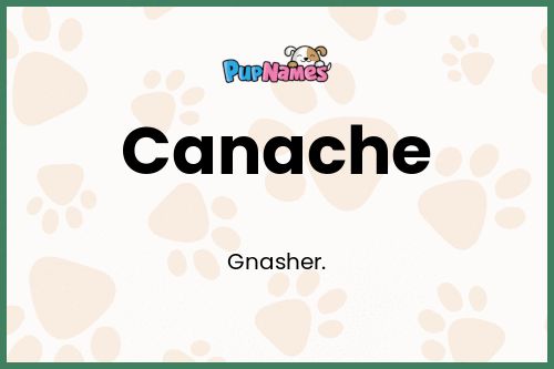 Canache dog name meaning