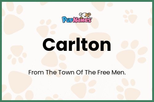 Carlton dog name meaning