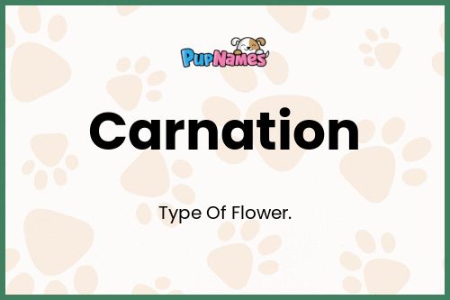 Carnation dog name meaning