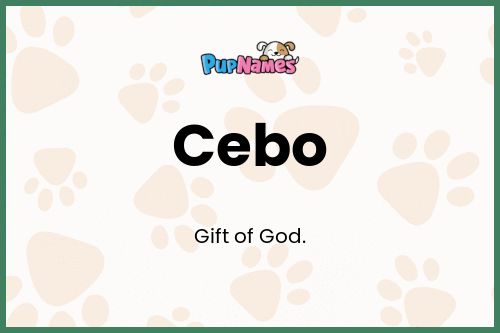 Cebo dog name meaning