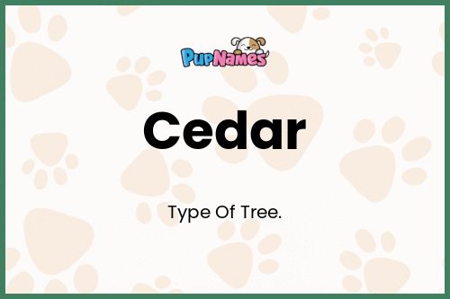 Cedar dog name meaning