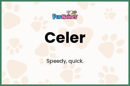 Celer dog name meaning