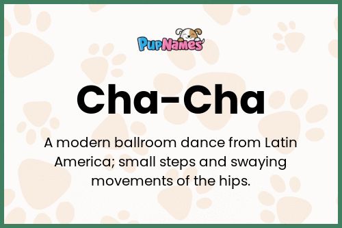 Cha Cha Dog Name Meaning Popularity PupNames