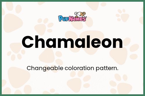 Chamaleon dog name meaning