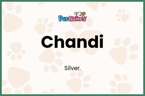 Chandi dog name meaning