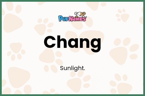 Chang dog name meaning