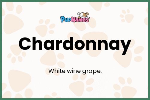 Chardonnay dog name meaning