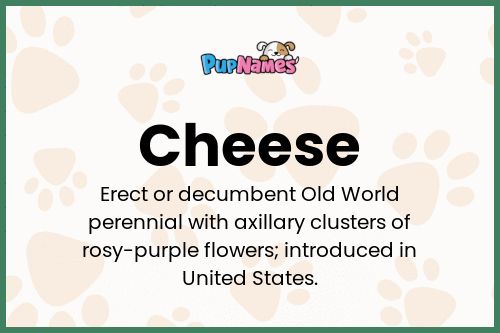 Cheese dog name meaning