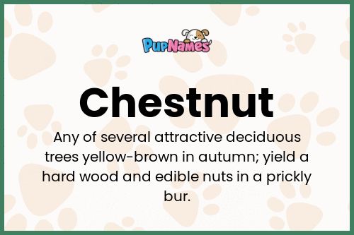 Chestnut dog name meaning