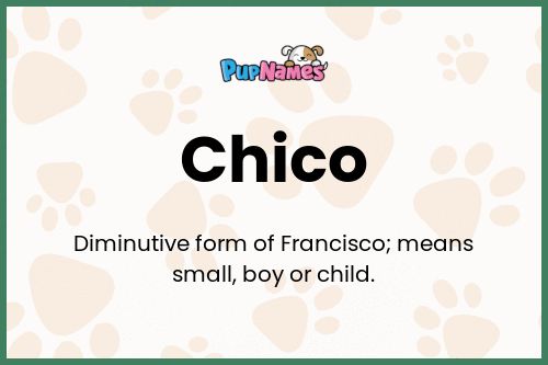 Chico dog name meaning