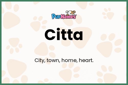 Citta dog name meaning