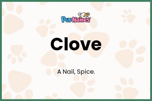 Clove dog name meaning