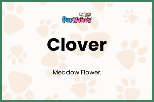 Clover dog name meaning