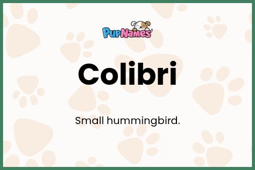 Colibri dog name meaning