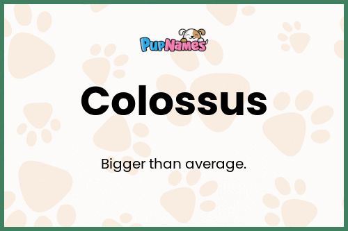 Colossus dog name meaning