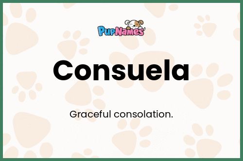 Consuela dog name meaning