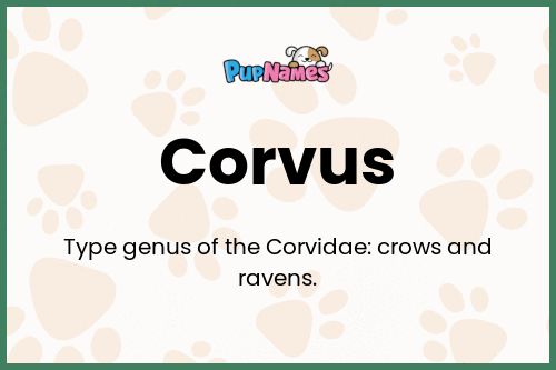 Corvus dog name meaning