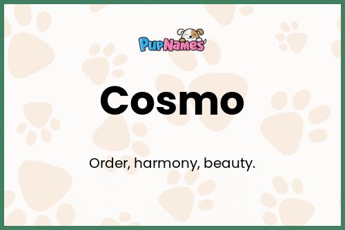 Cosmo dog name meaning