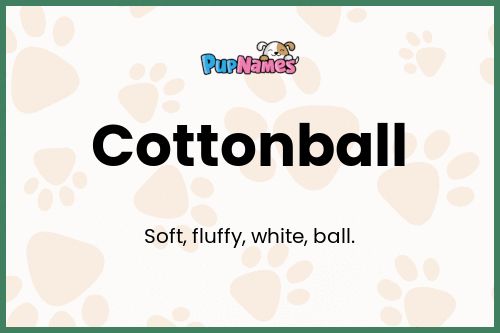 Cottonball dog name meaning