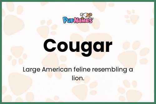 Cougar dog name meaning