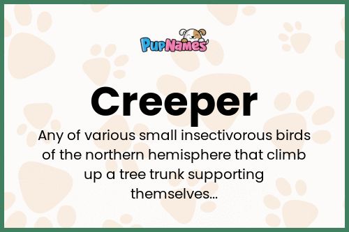 Creeper Dog Name Meaning & Info - Drlogy