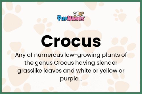 Crocus dog name meaning