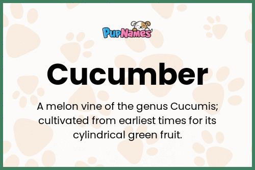 Cucumber dog name meaning