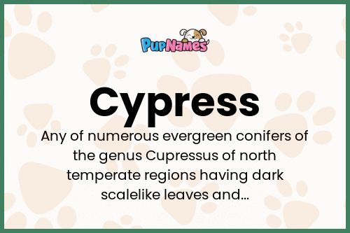 Cypress Name Meaning, Origin, History, And Popularity