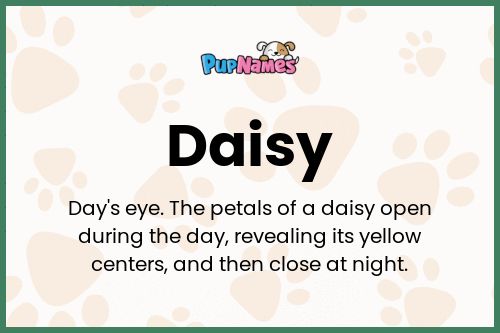 Daisy dog name meaning