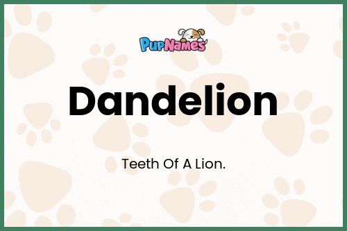 Dandelion dog name meaning