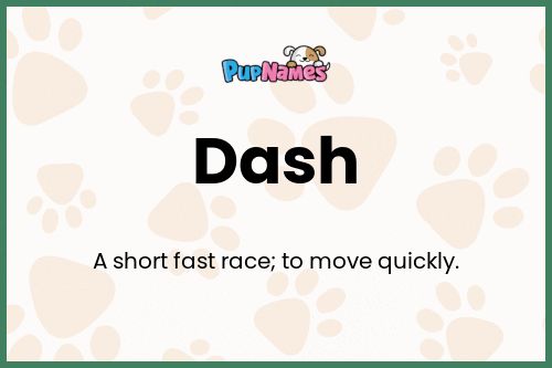 Dash dog name meaning