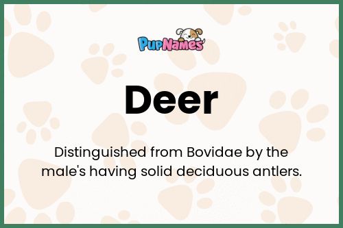 Deer dog name meaning