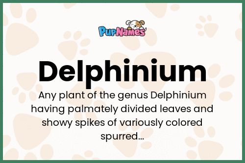 Delphinium dog name meaning