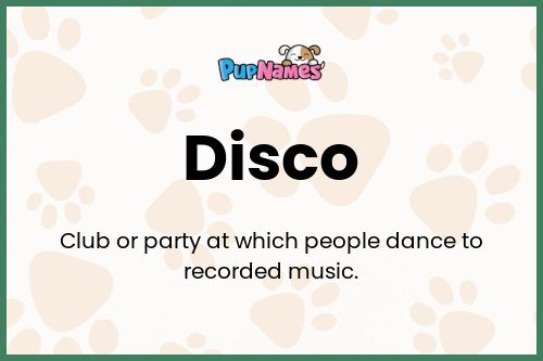 Disco dog name meaning