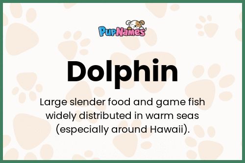 Dolphin dog name meaning