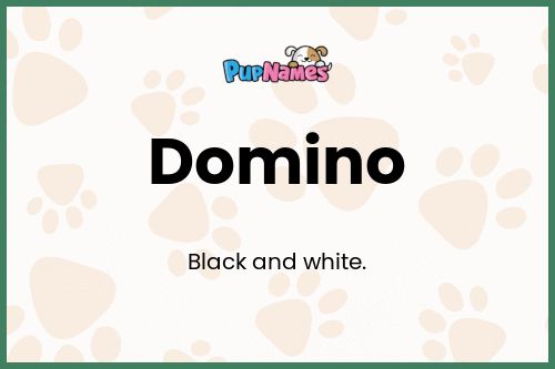 Domino dog name meaning