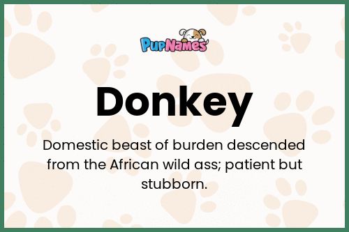 Donkey dog name meaning