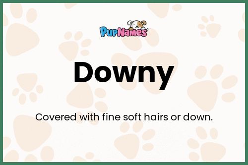 Downy dog name meaning