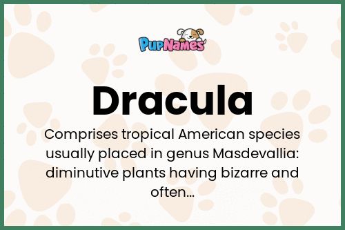 Dracula dog name meaning