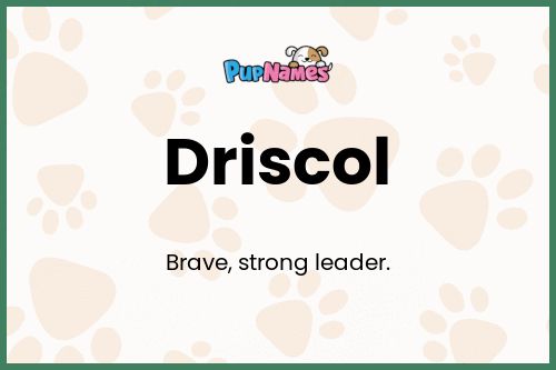 Driscol dog name meaning