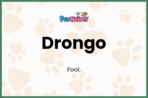 Drongo dog name meaning