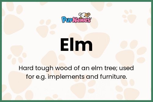 Elm dog name meaning